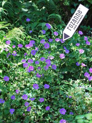 Geranium x 'Rozanne' (Cranesbill)