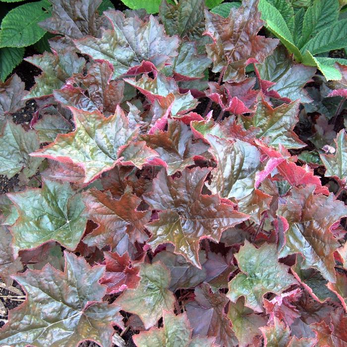 Heuchera micrantha 'Palace Purple' (Coral Bells)