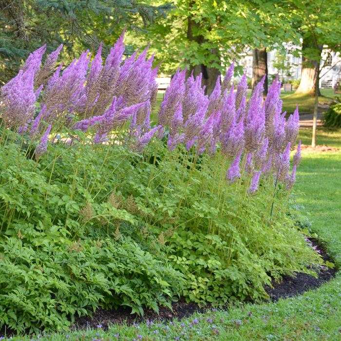 Astilbe taquetii 'Purple Candles' (False Spirea), purple flowers