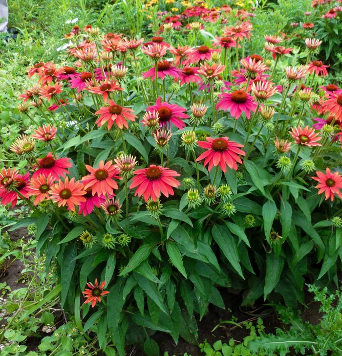 Echinacea Sombrero® Tres Amigos (Coneflower), pink flowers