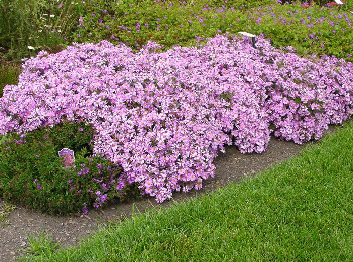 Pink Wood Aster (Aster dumosus 'Wood's Pink')