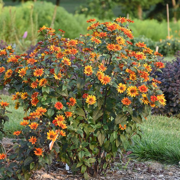 Heliopsis helianthoides var. scabra 'Bleeding Hearts' (False Sunflower/ Smooth Ox-eye)