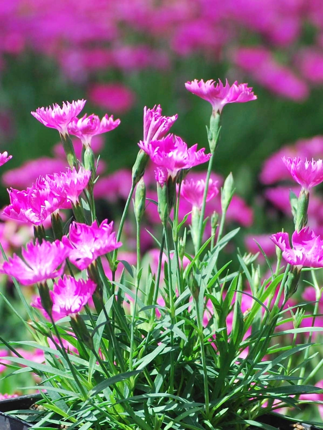 Dianthus x 'Kahori' (Garden Pinks), pink flowers