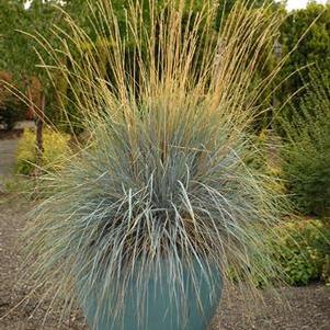 Blue Oats Grass (Helictotrichon sempervirens)