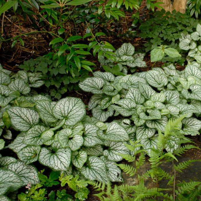 Variegated Dwarf Anchusa (Brunnera macrophylla 'Jack Frost')