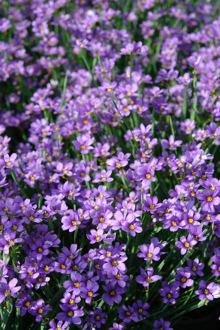 Blue-Eyed Grass (Sisyrinchium angustifolium 'Lucerne'), purple flowers