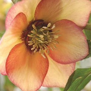 Helleborus x hybridus Winter Jewels® 'Apricot Blush'