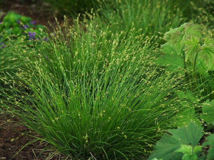 Appalachian Sedge (Carex appalachica) perennial, green grass