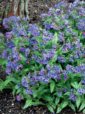 Pulmonaria x 'Trevi Fountain' (Lungwort)