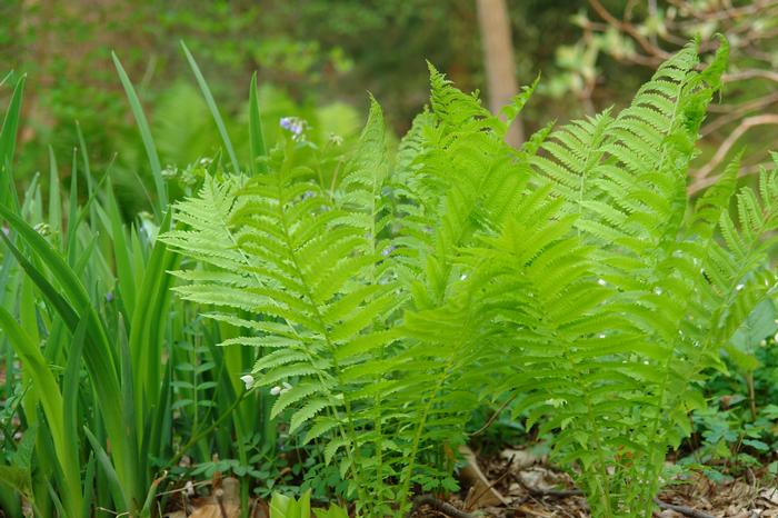 Ostrich Fern (Matteuccia pensylvanica)