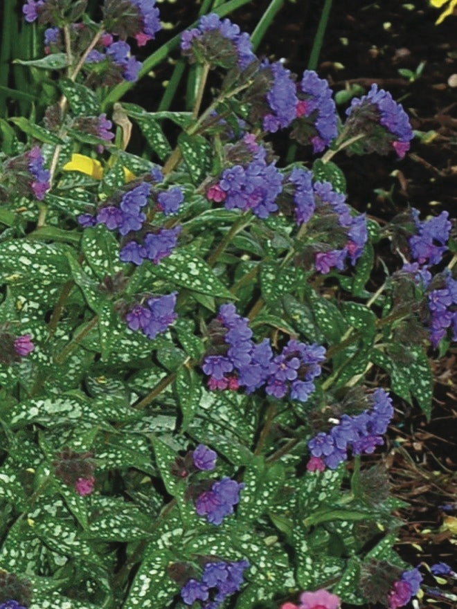 Pulmonaria x 'Trevi Fountain' (Lungwort)