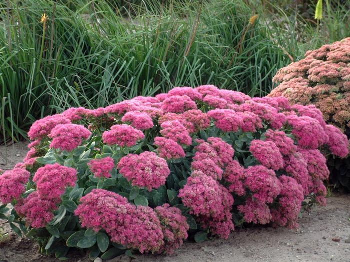 Sedum spectabile 'Neon' (Stonecrop)