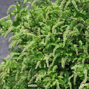 Dwarf Virginia Sweetspire (Itea virgincia Little Henry®)