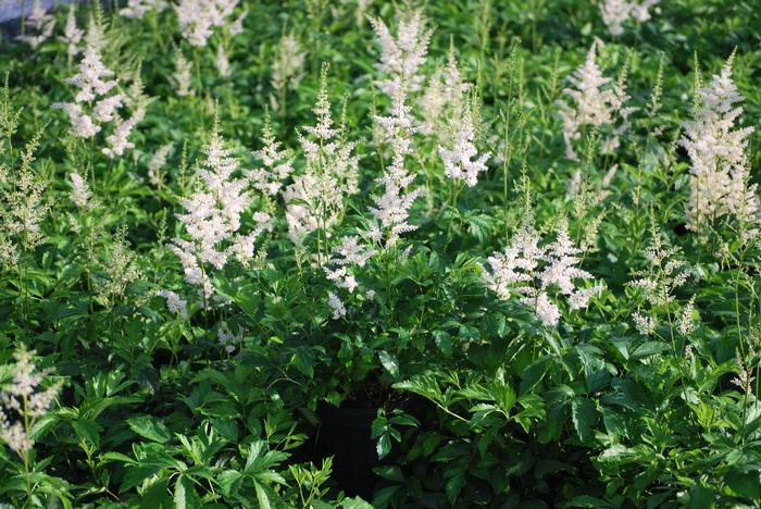 Astilbe arendsii 'Snowdrift' (False Spirea) perennial, white flowers