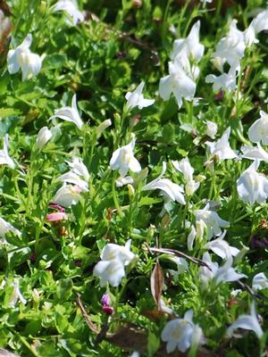 Creeping White Mazus (Mazus reptans 'Albus'), white flowers