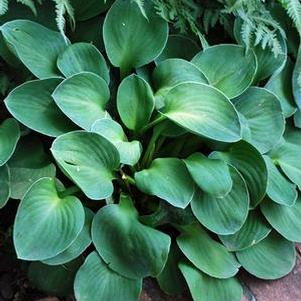 Hosta 'Blue Mouse Ears' (Plantain Lily)