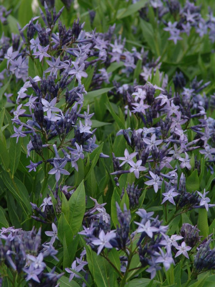 Amsonia x 'Blue Ice' (Bluestar) perennial