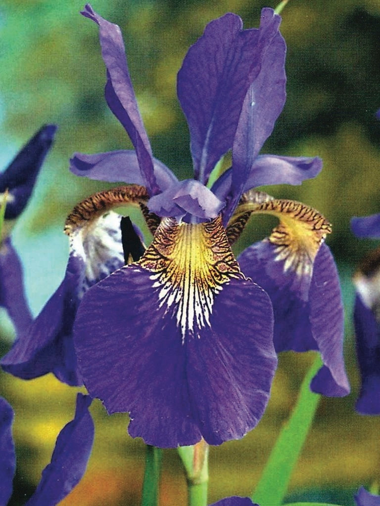 Iris sibirica 'Caesar's Brother' (Siberian Iris)