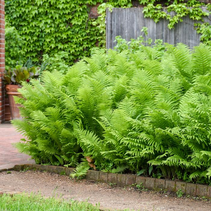 Ostrich Fern (Matteuccia pensylvanica)