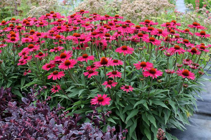 Echinacea Kismet® Raspberry (Coneflower), pink flowers