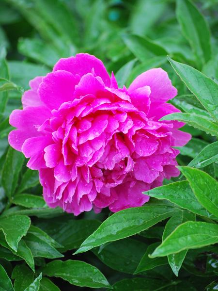 Paeonia lactiflora 'Felix Crousse' (Garden Peony)