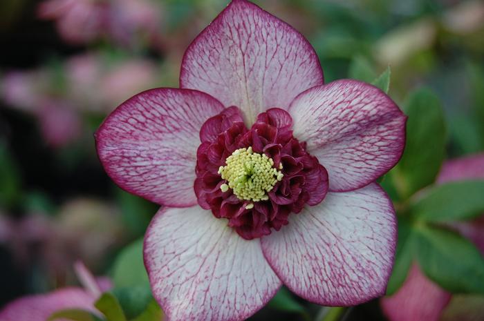 Helleborus x hybridus Winter Jewels® 'Cherry Blossom'