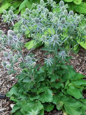 Sea Holly (Eryngium planum 'Blue Hobbit')