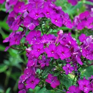 Phlox paniculata 'Nicky' (Summer Phlox)