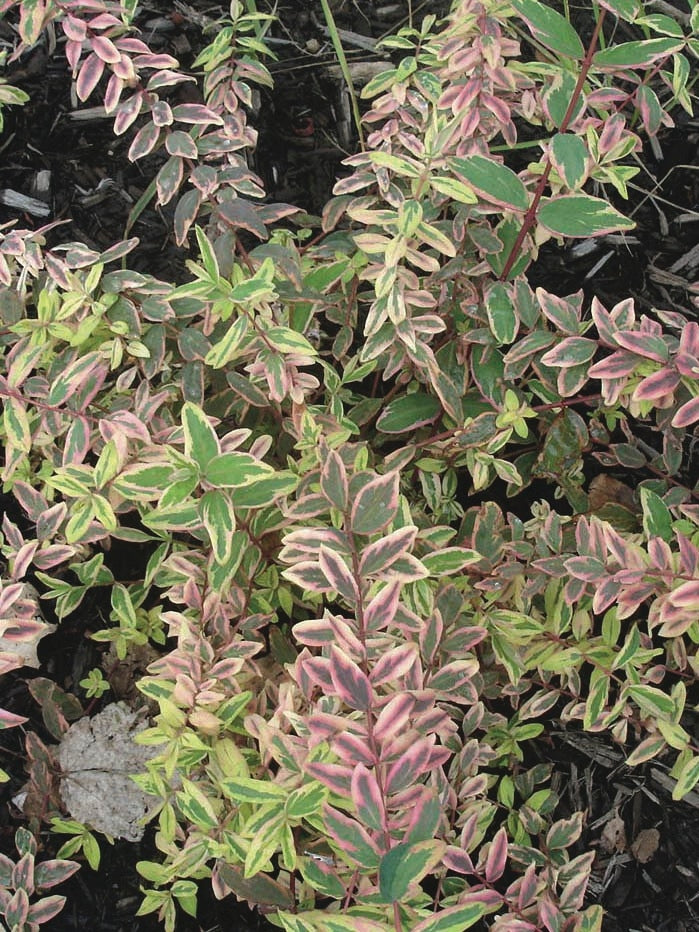 Hypericum moserianum 'Tricolor' (St. John's Wort)