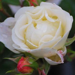 Popcorn Drift®Rose