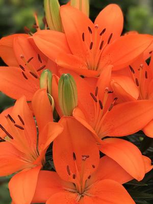 Lilium Lily Looks™ 'Tiny Heroes' (Dwarf Asiatic Hardy Lily)