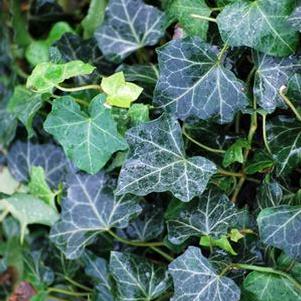 Baltic Ivy (Hedera helix 'Baltica')