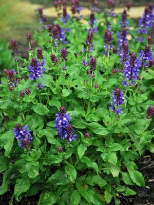 Salvia nemorosa 'Blue Marvel' (Sage)