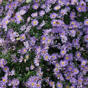 Blue Wood Aster (Aster dumosus 'Wood's Blue'), purple flowers