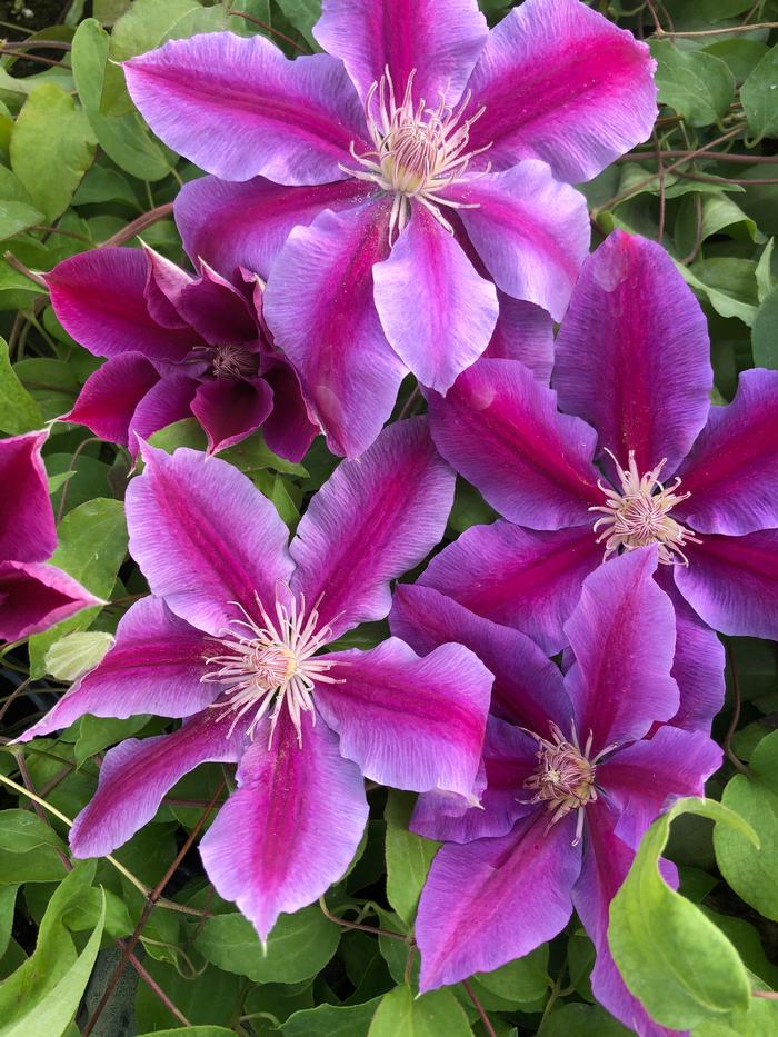 Clematis hybrid 'Dr. Ruppel' (Hybrid Clematis), purple flowers