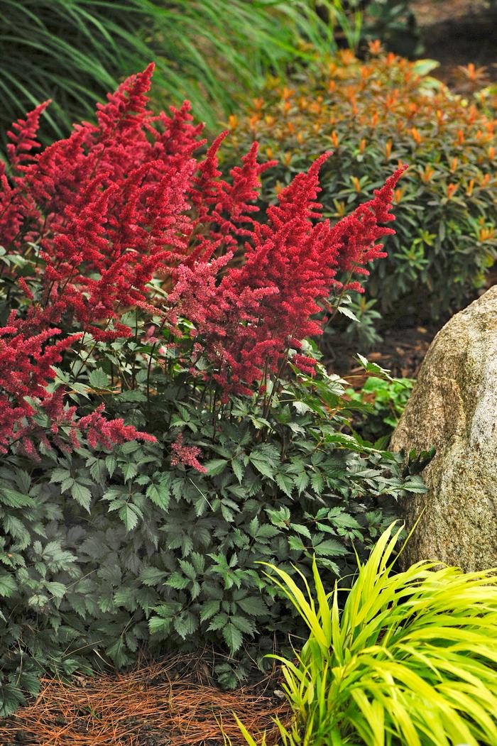 Astilbe arendsii 'Fanal' (False Spirea) perennial, red flowers