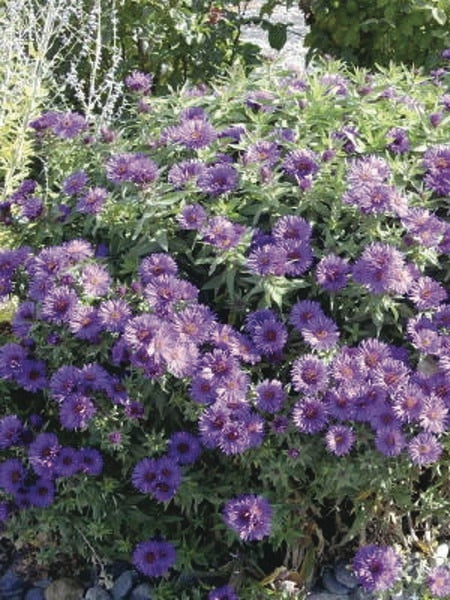 Aster novae-angliae 'Purple Dome' (New England Aster) perennial, purple flowers