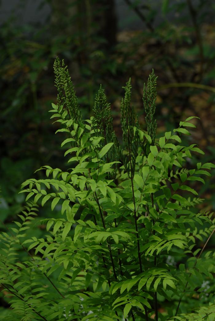 Royal Fern (Osmunda regalis)