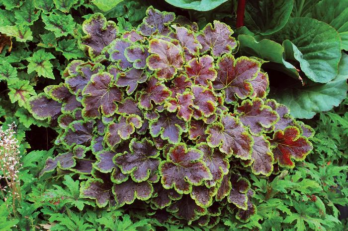 Heucherella 'Solar Eclipse' (Foamy Bells)