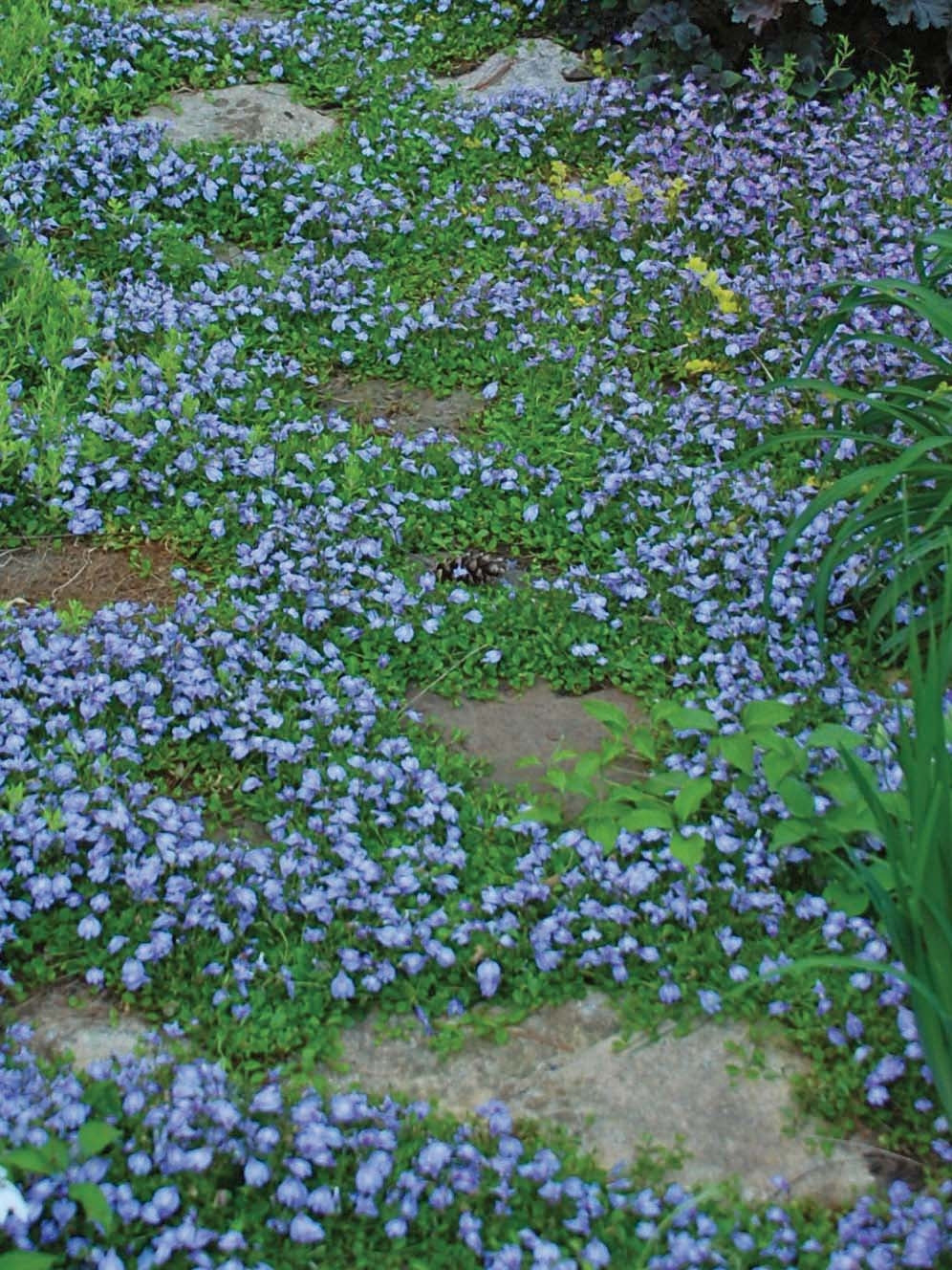 Creeping Blue Mazus (Mazus reptans), blue flowers