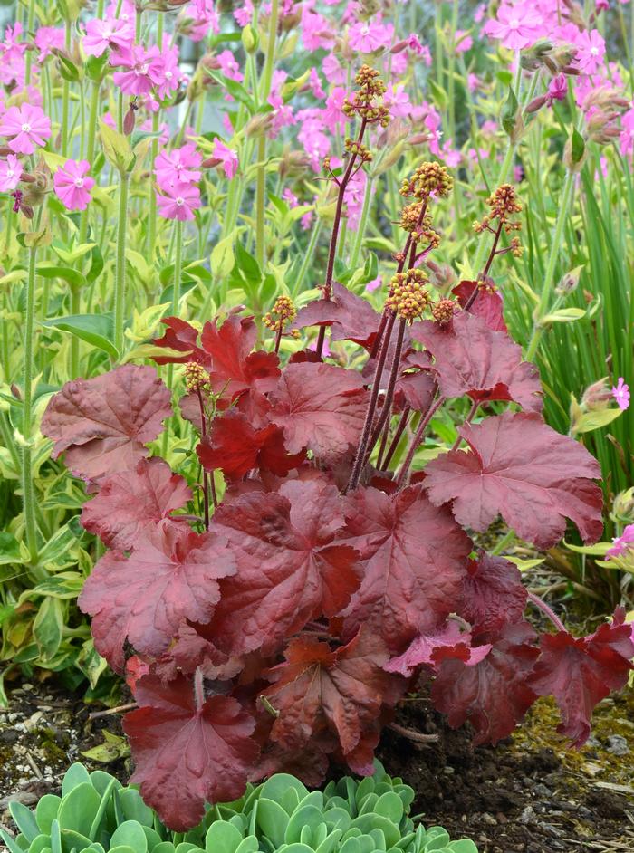 Heuchera x 'Blondie' (Coral Bells)