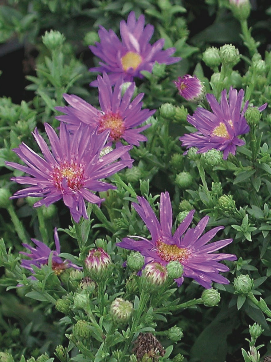 Purple Wood Aster (Aster dumosus 'Wood's Purple')