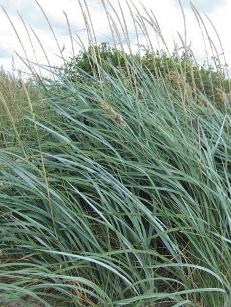 Blue Lyme Grass (Elymus arenarius 'Blue Dune')