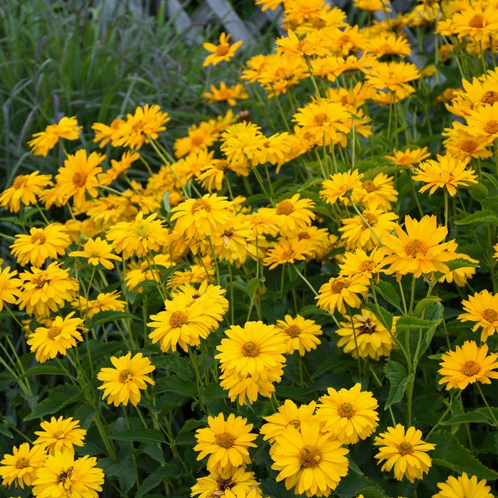 Heliopsis helianthoides 'Summer Sun' (False Sunflower)