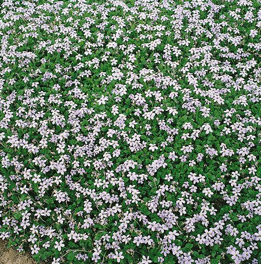 Blue Star Creeper (Isotoma fluviatilis)