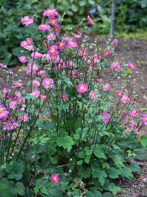 Anemone x hybrida 'Pamina' (Windflower) perennial