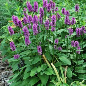 Alpine Betony (Stachys monieri 'Hummelo') perennial