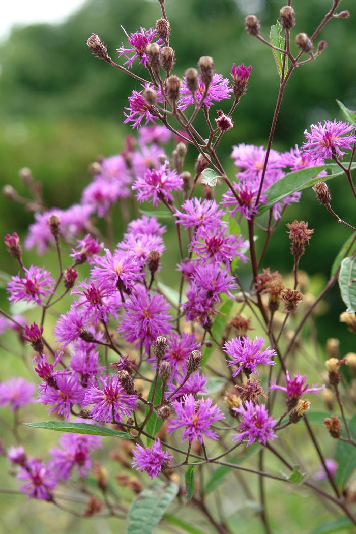 New York Ironweed (Vernonia noveboracensis)