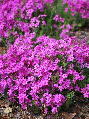 Phlox subulata 'Drummond's Pink' (Moss Pinks)