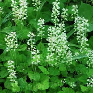 Tiarella cordifolia 'Running Tapestry' (Foam Flower)